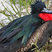 Great Frigatebird